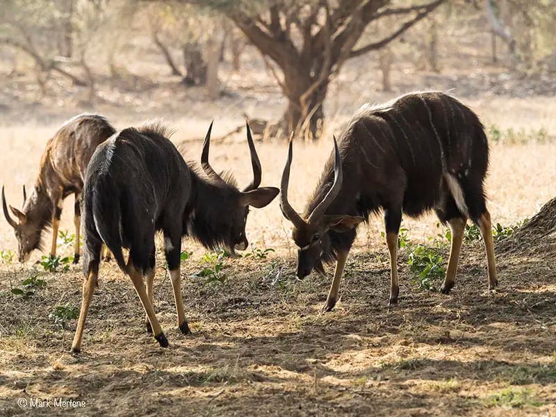 South Africa - nyala antelope